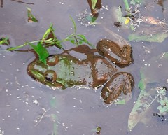 Euphlyctis hexadactyla