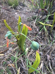 Stenomesson aurantiacum