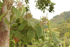 Miconia aeruginosa