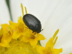 Cryptorhopalum triste