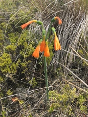 Stenomesson aurantiacum