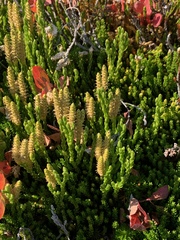 Diphasiastrum alpinum