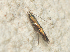 Cosmopterix nitens