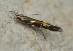 Cosmopterix nitens