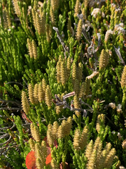 Diphasiastrum alpinum