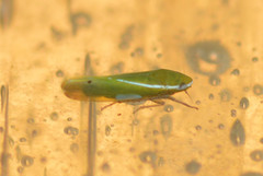 Alconeura fulminea