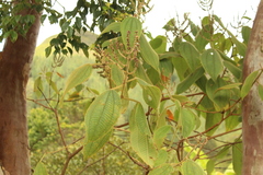 Miconia aeruginosa