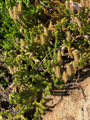 Diphasiastrum alpinum