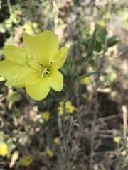 Oenothera elata