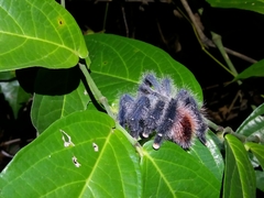 Avicularia variegata