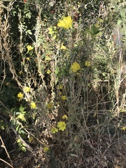 Oenothera elata