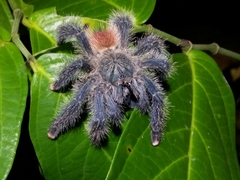 Avicularia variegata