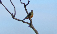 Platycercus icterotis