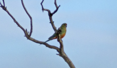 Platycercus icterotis