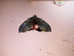 Phyllodes consobrina