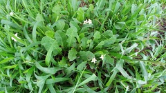 Jaborosa runcinata