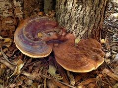 Ganoderma martinicense