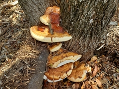 Ganoderma martinicense