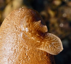 Leptoplanoidea