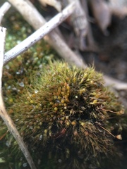 Pleuridium subulatum