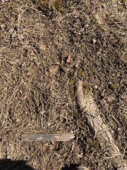 Pleuridium subulatum