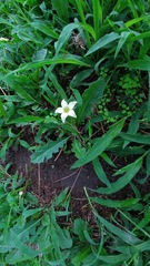 Jaborosa runcinata