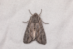 Fishia yosemitae