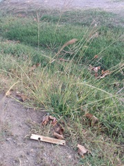 Bothriochloa ischaemum