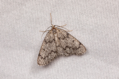 Nepytia freemani