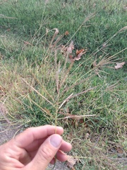 Bothriochloa ischaemum