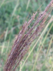 Bothriochloa ischaemum