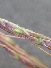 Bothriochloa ischaemum