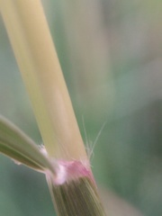 Bothriochloa ischaemum