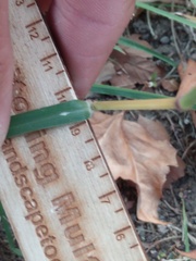 Bothriochloa ischaemum