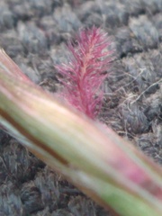 Bothriochloa ischaemum