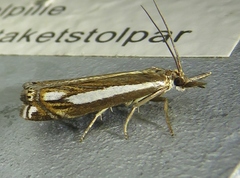 Crambus ericella