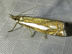 Crambus ericella