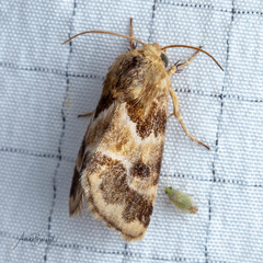 Schinia lynx