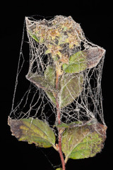 Dictyna coloradensis