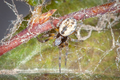 Dictyna coloradensis