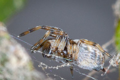 Dictyna coloradensis