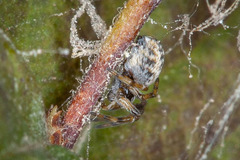 Dictyna coloradensis