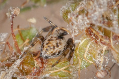 Dictyna coloradensis