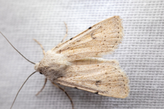 Euxoa catenula