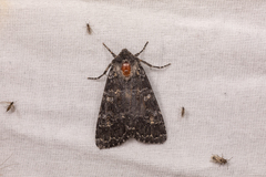 Eurois nigra