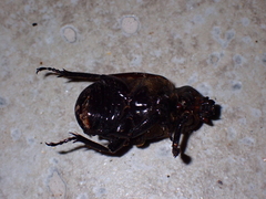 Osmoderma eremicola