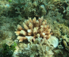 Acropora millepora