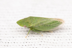 Xerophloea peltata