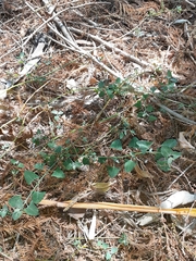 Chenopodium trigonon stellulatum