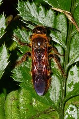 Radumeris novocaledonica